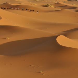 Desert Recovery Tactics
