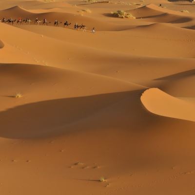 Desert Recovery Tactics